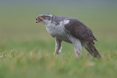 <i class='fa fa-user'></i> Adri Gr Nuelend |   Havik  <i class='fa fa-eye'> 553</i>  <i class='fa fa-thumbs-up'> 53</i>   <i class='fa fa-comment-o'> 36</i>