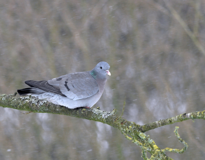 <i class='fa fa-user'></i> henkdikkers |   Holenduif  <i class='fa fa-eye'> 224</i>  <i class='fa fa-thumbs-up'> 14</i>   <i class='fa fa-comment-o'> 15</i>