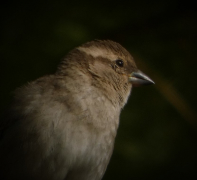 sinds 2 dagen manueel aan het fotograferen, voorheen altijd automatisch..Op- en aanmerkingen hoor ik graag.. wil graag leren.