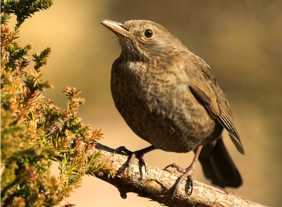 De meeste Merels op BP zijn mannen. Nu snap ik dat wel vanwege het mooiere verenkleed maar een pop is volgens mij ook wel de moeite waard. Voorwaarde is wel dat het licht een beetje meewerkt.
20D 400mm f7.1 1/250 iso 200