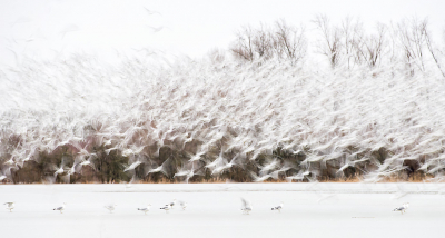 <i class='fa fa-user'></i> LeerdammerKees |   Stormmeeuw  <i class='fa fa-eye'> 362</i>  <i class='fa fa-thumbs-up'> 19</i>   <i class='fa fa-comment-o'> 20</i>