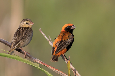 <i class='fa fa-user'></i> Paul van Giersbergen |   Zwartbuikwever  <i class='fa fa-eye'> 174</i>  <i class='fa fa-thumbs-up'> 8</i>   <i class='fa fa-comment-o'> 5</i>