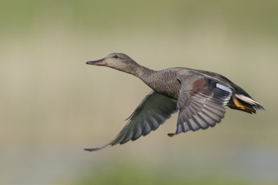 <i class='fa fa-user'></i> steppeke |   Krakeend  <i class='fa fa-eye'> 342</i>  <i class='fa fa-thumbs-up'> 23</i>   <i class='fa fa-comment-o'> 20</i>