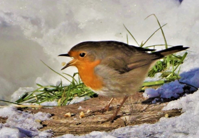 Zoals roodborstjes plegen te doen: Voedsel ergens weghalen. Op een grondvlak op de dis leggen en verorberen. En goed letten op de spijsvertering. Kauwen met mond open. Dit is Robin Roodbost nummer 3000:12. op deze site. Maar het zijn ook altijd aantrekkelijke, kwieke en fotografeerbare vluggertjes. Dat verveelt nooit.