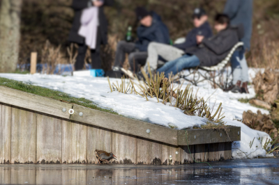 <i class='fa fa-user'></i> lodder |   Waterral  <i class='fa fa-eye'> 519</i>  <i class='fa fa-thumbs-up'> 23</i>   <i class='fa fa-comment-o'> 21</i>