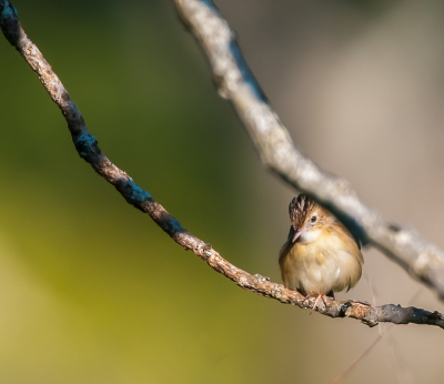 Nog eentje uit het begin van mijn archief.
Ga een beetje kris kras door tien jaar vogelfotografie.