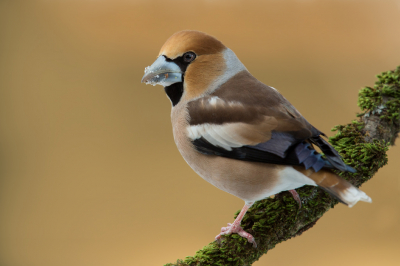 <i class='fa fa-user'></i> Rijn Bcude |   Appelvink  <i class='fa fa-eye'> 359</i>  <i class='fa fa-thumbs-up'> 17</i>   <i class='fa fa-comment-o'> 14</i>