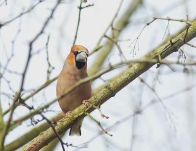 Deze winter overwinteren er verschillende appelvinken in de regio die zich te goed doen aan de aanwezige zaden van Spaanse Aak. Dit mannetje liet zich goed bekijken. De snavel is al duidelijk  donkerder gekleurd dan enkele weken geleden.