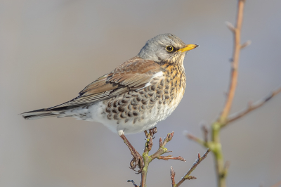 Door de sneeuw hadden we ineens Kramsvogels in de tuin. Er staan een paar sierappelboompjes waar nog wat inhangt en daar kwamen ze op af. Deze had al heel snel een van de boompjes zichzelf toegeigend en hij was dan ook de hele dag druk met het verjagen van de Merels en andere Kramsvogels. Hij had amper tijd om van de appeltjes te genieten.