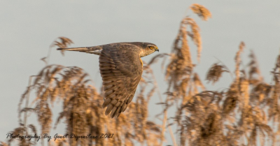 het is een van de mooiste foto's die ik al heb gemaakt