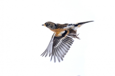 <i class='fa fa-user'></i> Gert-Jan Cromwijk |   Keep  <i class='fa fa-eye'> 272</i>  <i class='fa fa-thumbs-up'> 15</i>   <i class='fa fa-comment-o'> 15</i>