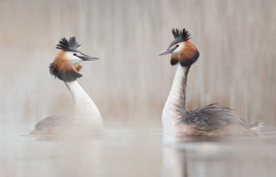 <i class='fa fa-user'></i> keesvanderklauw |   Fuut  <i class='fa fa-eye'> 471</i>  <i class='fa fa-thumbs-up'> 39</i>   <i class='fa fa-comment-o'> 23</i>