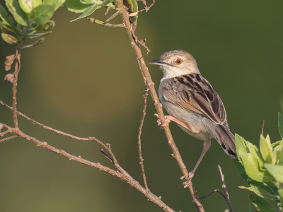 <i class='fa fa-user'></i> Paul van Giersbergen |   Kustgraszanger  <i class='fa fa-eye'> 155</i>   <i class='fa fa-comment-o'> 2</i>