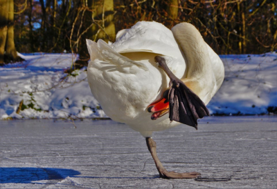 <i class='fa fa-user'></i> hesterb |   Knobbelzwaan  <i class='fa fa-eye'> 127</i>   <i class='fa fa-comment-o'> 23</i>