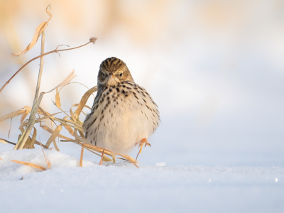 <i class='fa fa-user'></i> Vincent Vuik |   Graspieper  <i class='fa fa-eye'> 276</i>  <i class='fa fa-thumbs-up'> 11</i>   <i class='fa fa-comment-o'> 13</i>