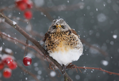 <i class='fa fa-user'></i> thijsglastra |   Kramsvogel  <i class='fa fa-eye'> 361</i>  <i class='fa fa-thumbs-up'> 19</i>   <i class='fa fa-comment-o'> 18</i>