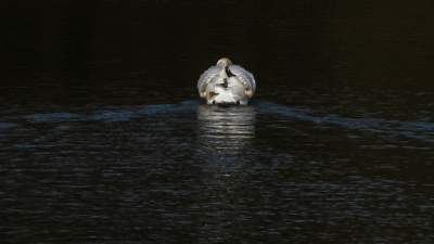 Lenteweer hier vanmorgen, dus ben ik eindelijk weer eens even uitgelaten ( letterlijk maar figuurlijk mag ook ).
Dus naar de Craneweijer de enige behoorlijke plas hier in de buurt.
Veel boze vogel mannen die zich lieten gelden.