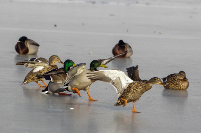 Wilde eenden bij de landing op het ijs. Ze zaten te dicht op elkaar waardoor ze elkaar een duw gaven en de voorganger een eind door schoof.
