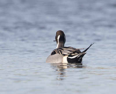 <i class='fa fa-user'></i> Rianne Geelhoed |   Pijlstaart  <i class='fa fa-eye'> 113</i>   <i class='fa fa-comment-o'> 17</i>