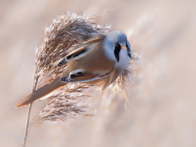 <i class='fa fa-user'></i> Vincent Vuik |   Baardman  <i class='fa fa-eye'> 467</i>  <i class='fa fa-thumbs-up'> 23</i>   <i class='fa fa-comment-o'> 32</i>