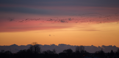 <i class='fa fa-user'></i> LeerdammerKees |   Kolgans  <i class='fa fa-eye'> 289</i>  <i class='fa fa-thumbs-up'> 13</i>   <i class='fa fa-comment-o'> 13</i>