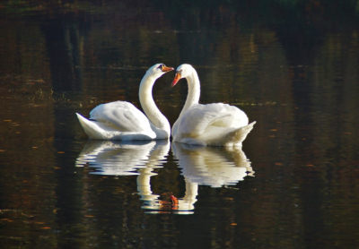 Rode zonsopgang met koperen beukenbladeren en rijpkoude geven fel contrast. De foto wordt ingevoegd om een andere versie van het thema van twee "liefkozende" zwanen aan te vullen, zoals er onlangs nog op de site te zien waren. Misschien later nog zo een. Men had een mooie video van het pronk en "dans" en ritueel kunnen maken. Rechts was de veelal dominante man. Hier ziet de vrouw op naar hem.