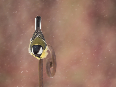 <i class='fa fa-user'></i> Truus Aletta Maan |   Koolmees  <i class='fa fa-eye'> 122</i>  <i class='fa fa-thumbs-up'> 3</i>   <i class='fa fa-comment-o'> 20</i>