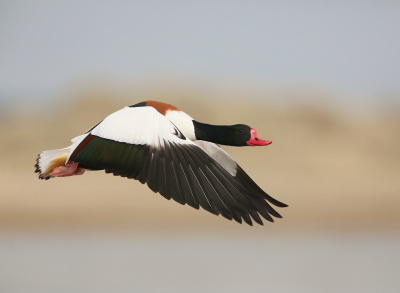 Vanochtend met de slechtvalken bezig geweest. Vanmiddag maar even wat anders. Op het groene strand zitten de bergeenden te foerageren in de plassen die daar blijven staan. Was bezig met spiegelingsbeelden , toen er een bromfietser meende de vogels te moeten verstoren. Dat gaf kans op een vliegbeeld met de duinen op de achtergrond , waardoor het wat minder saai wordt.