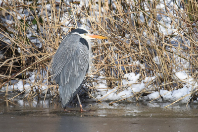 <i class='fa fa-user'></i> Gerard Visser |   Blauwe Reiger  <i class='fa fa-eye'> 111</i>  <i class='fa fa-thumbs-up'> 2</i>   <i class='fa fa-comment-o'> 19</i>