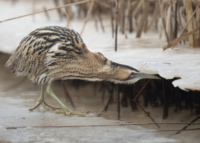 <i class='fa fa-user'></i> Wilfried Solarz |   Roerdomp  <i class='fa fa-eye'> 491</i>  <i class='fa fa-thumbs-up'> 47</i>   <i class='fa fa-comment-o'> 29</i>