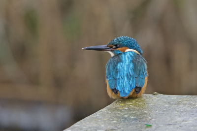 <i class='fa fa-user'></i> Hans Reitsma |   IJsvogel  <i class='fa fa-eye'> 127</i>  <i class='fa fa-thumbs-up'> 2</i>   <i class='fa fa-comment-o'> 22</i>