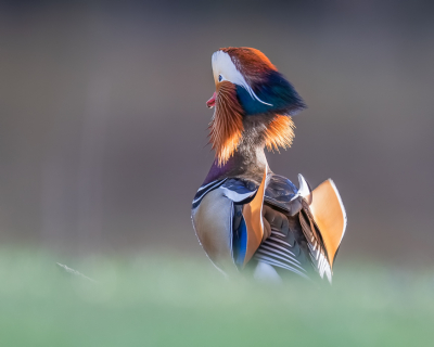 Al rondkijkend bij BP kwam ik ook bij de maandopdracht terecht. Het leek me wel leuk om daar eens aan mee te doen. Telkens als ik met de fotografie bezig was spookte het door mijn hoofd, waar ik normaal denk kijk nou deze kant op, dacht ik nu draai je nou even om. En zo had ik zomaar een paar foto's van de rug van een vogel. Deze Mandarijneend had ik nog nooit eerder gezien, laat staan een foto, dus vond ik dat hij met de wedstrijd mee mocht doen. Aan zijn kleuren zal het in ieder geval niet liggen, wat een geweldig mooie verschijning!