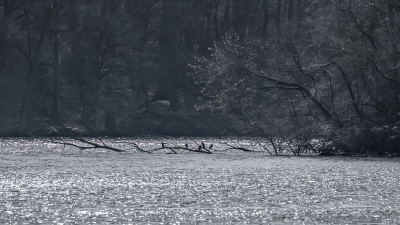 Er was twinkelend zilveren licht op de plas maar buiten vogelgezang en opgewonden heren vogels was er nog weinig teken van lente rondom.
De aalscholvers zaten op hun bekende plek uit te rusten en te dutten.