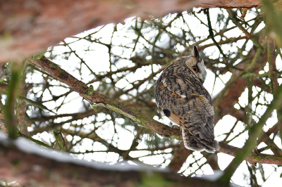 <i class='fa fa-user'></i> erwinhamer |   Ransuil  <i class='fa fa-eye'> 124</i>  <i class='fa fa-thumbs-up'> 2</i>   <i class='fa fa-comment-o'> 21</i>