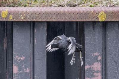 'Op jacht' naar geschikte foto's voor de MO, zag ik vanuit mijn ooghoek wat verderop iets leuks gebeuren. Een groepje Meerkoetjes liep naar de rand van een hoge ijzeren beschoeiing. Beurtelings gingen ze op het randje staan, keken naar het water diep onder hen, (haalde ogenschijnlijk diep adem, maar dat kan ik er ook zelf bij bedacht hebben ;-) ), namen een sprong, en lieten zich naar beneden vallen, op het water. Voorzichtig, maar toch zo snel mogelijk, ben dichterbij gaan kijken. Ik heb nog net een paar laatste sprongen kunnen vastleggen.