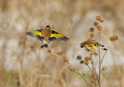 <i class='fa fa-user'></i> hansgans |   Putter  <i class='fa fa-eye'> 120</i>  <i class='fa fa-thumbs-up'> 1</i>   <i class='fa fa-comment-o'> 22</i>