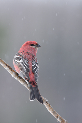 <i class='fa fa-user'></i> jan Luit |   Haakbek  <i class='fa fa-eye'> 235</i>  <i class='fa fa-thumbs-up'> 22</i>   <i class='fa fa-comment-o'> 29</i>