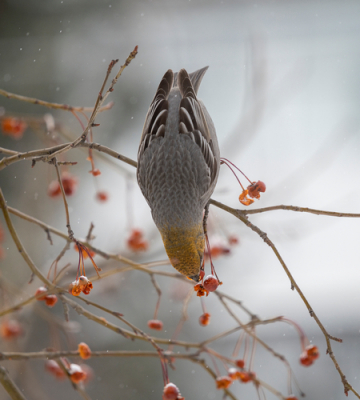 <i class='fa fa-user'></i> jee |   Haakbek  <i class='fa fa-eye'> 155</i>  <i class='fa fa-thumbs-up'> 5</i>   <i class='fa fa-comment-o'> 26</i>