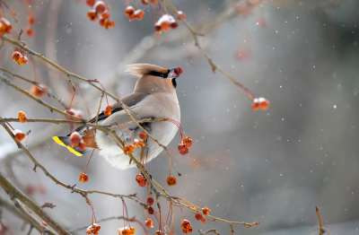 <i class='fa fa-user'></i> jee |   Pestvogel  <i class='fa fa-eye'> 276</i>  <i class='fa fa-thumbs-up'> 12</i>   <i class='fa fa-comment-o'> 9</i>