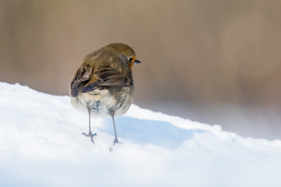 <i class='fa fa-user'></i> christina |   Roodborst  <i class='fa fa-eye'> 109</i>   <i class='fa fa-comment-o'> 21</i>