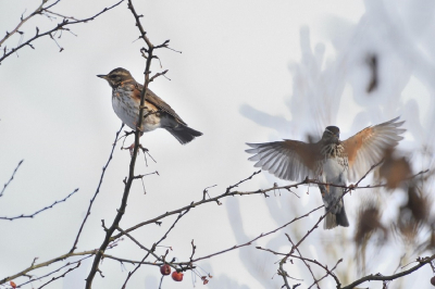 In onze voortuin staat en wilde appelboom. Daar kamen tijdens de vorts veel merles en koperwieken op af.