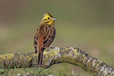 <i class='fa fa-user'></i> Gejo Wassink |   Geelgors  <i class='fa fa-eye'> 157</i>  <i class='fa fa-thumbs-up'> 1</i>   <i class='fa fa-comment-o'> 26</i>