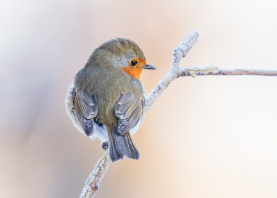 Het Roodborstje blijft een favoriet in de eigen tuin. Ze zijn er altijd en willen vaak wel even poseren. Zo ook deze keer tijdens de sneeuw en barre kou. Hij heeft nog wat sneeuw op de vleugels en warmt zich lekker op in het ochtendzonnetje.