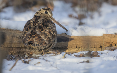 <i class='fa fa-user'></i> Lennart Verheuvel |   Houtsnip  <i class='fa fa-eye'> 165</i>  <i class='fa fa-thumbs-up'> 5</i>   <i class='fa fa-comment-o'> 27</i>
