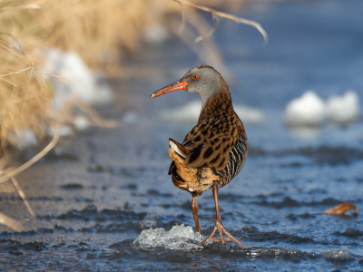 <i class='fa fa-user'></i> lodder |   Waterral  <i class='fa fa-eye'> 223</i>  <i class='fa fa-thumbs-up'> 19</i>   <i class='fa fa-comment-o'> 29</i>