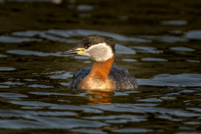 <i class='fa fa-user'></i> wouterroepel |   Roodhalsfuut  <i class='fa fa-eye'> 261</i>  <i class='fa fa-thumbs-up'> 4</i>   <i class='fa fa-comment-o'> 11</i>