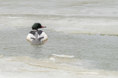 <i class='fa fa-user'></i> Conny Schotanus |   Grote Zaagbek  <i class='fa fa-eye'> 108</i>  <i class='fa fa-thumbs-up'> 3</i>   <i class='fa fa-comment-o'> 17</i>