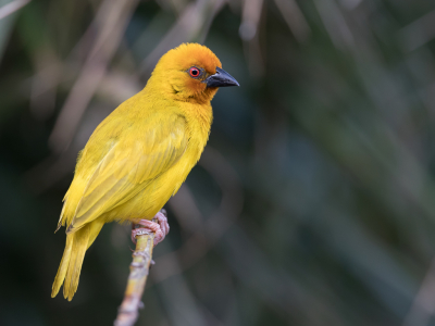 <i class='fa fa-user'></i> Paul van Giersbergen |   Goudwever  <i class='fa fa-eye'> 130</i>  <i class='fa fa-thumbs-up'> 1</i>   <i class='fa fa-comment-o'> 3</i>