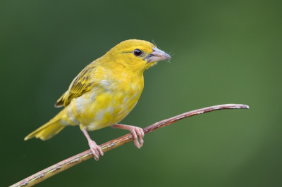 <i class='fa fa-user'></i> Paul van Giersbergen |   Goudwever  <i class='fa fa-eye'> 120</i>  <i class='fa fa-thumbs-up'> 1</i>   <i class='fa fa-comment-o'> 3</i>