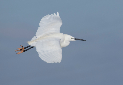 <i class='fa fa-user'></i> Celly |   Kleine Zilverreiger  <i class='fa fa-eye'> 231</i>  <i class='fa fa-thumbs-up'> 14</i>   <i class='fa fa-comment-o'> 12</i>